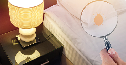 Bed Bug Solutions
