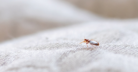 Bed Bug Treatment & Prevention by PF Harris®