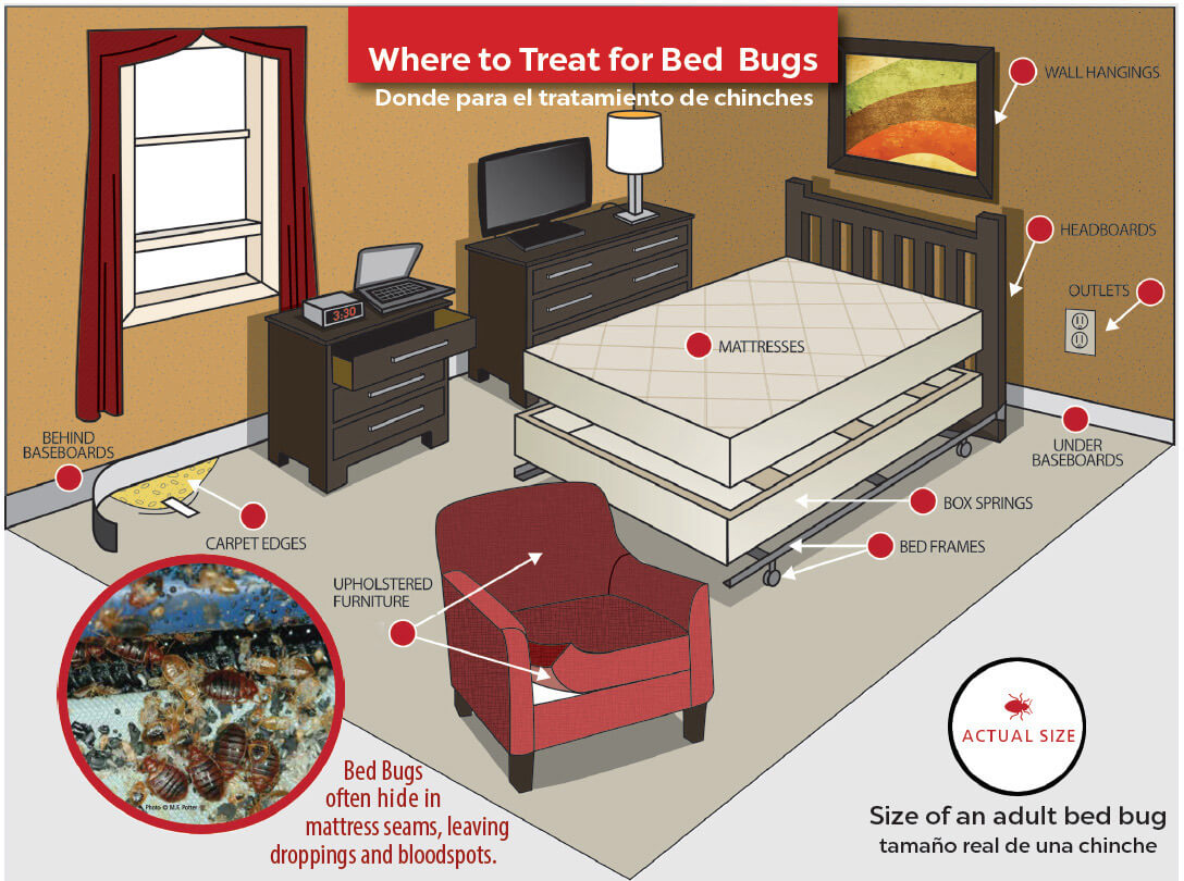 Bed Bug Treatment and Prevention