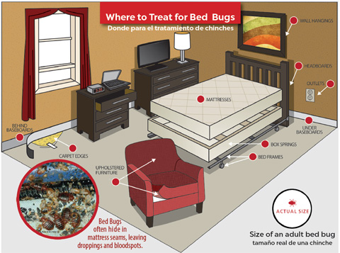 Bed Bug Treatment and Prevention