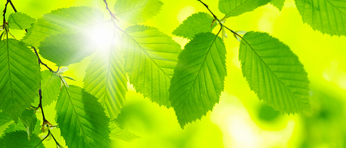 Go Green