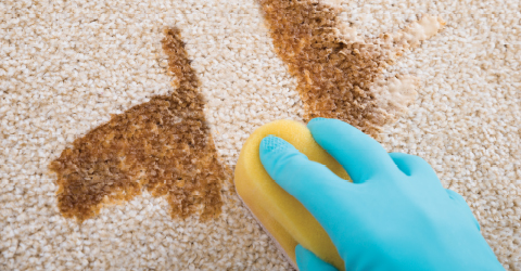 Clean and Maintain Carpets